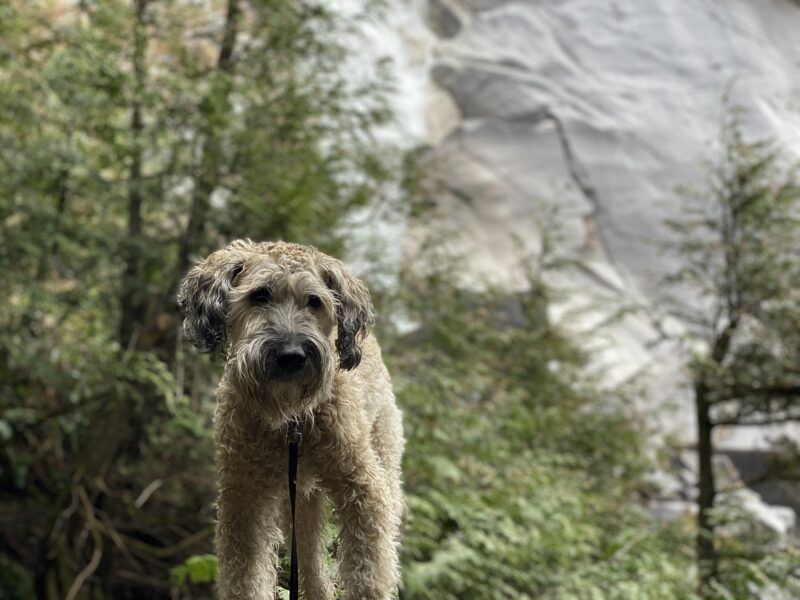Dog looking at the camera, with a waterfall partially obscured by foliage in the background.