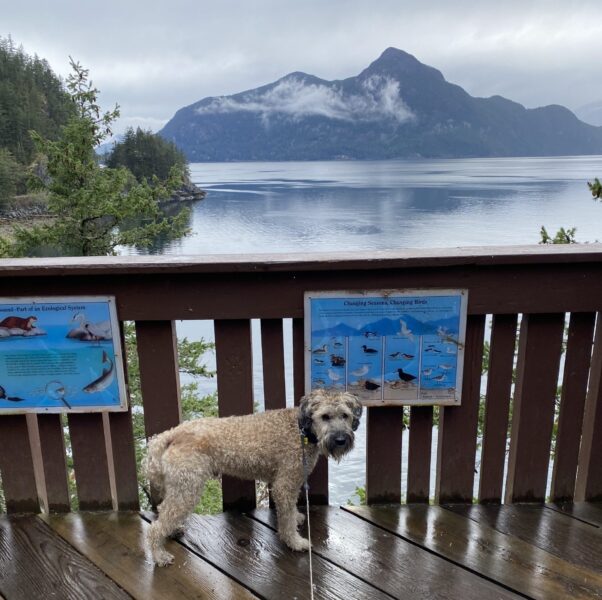 Dog on a wooden platform with railing, with a view across the water to a mountainous island