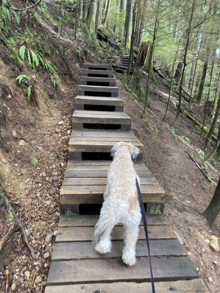 Dog standing the the bottom of some large wooden stairs climbing into the forest.