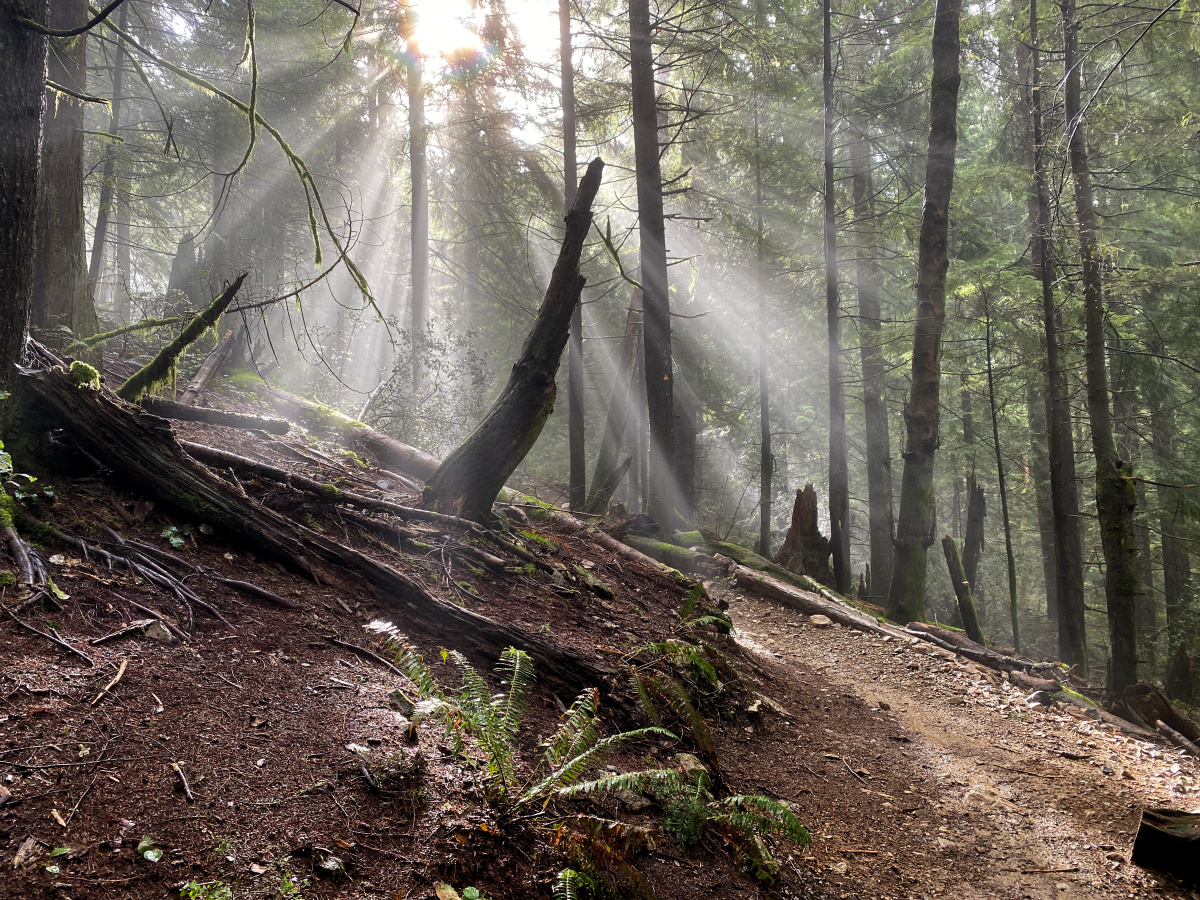 The sun's rays shining through a misty forest scene
